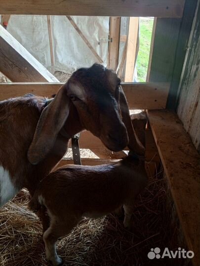 Коза нубийская