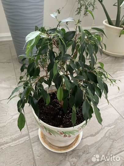 Фикус бенджамина