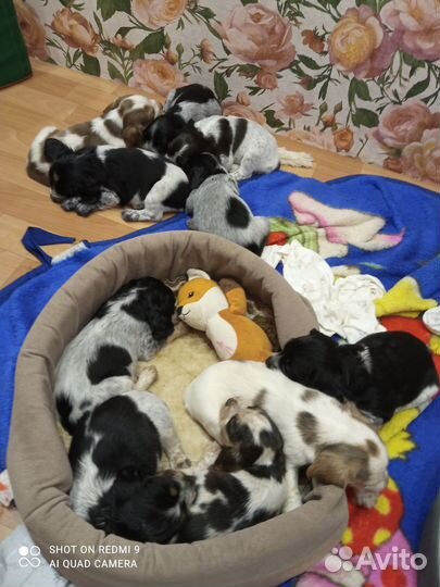 Шикарные щенки русского спаниеля