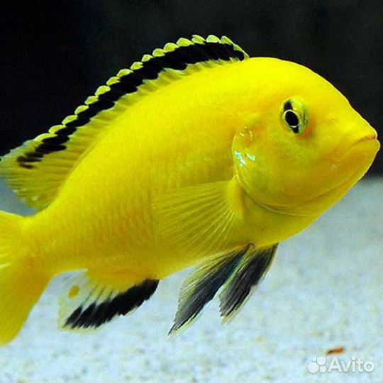 Лабидохромис Еллоу, аулонокара Кобуе