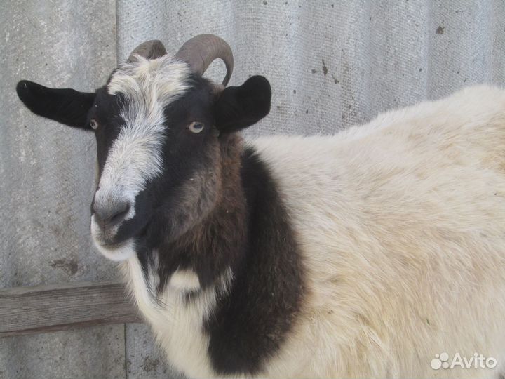 Козлик ламанча