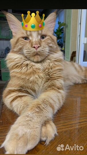 Кот на вязку