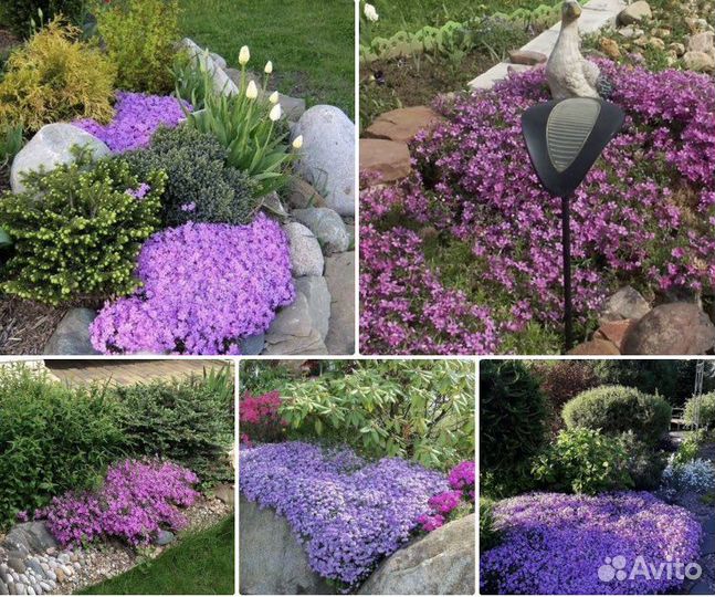 Флокс шиловидный (делёнка 15:15см)