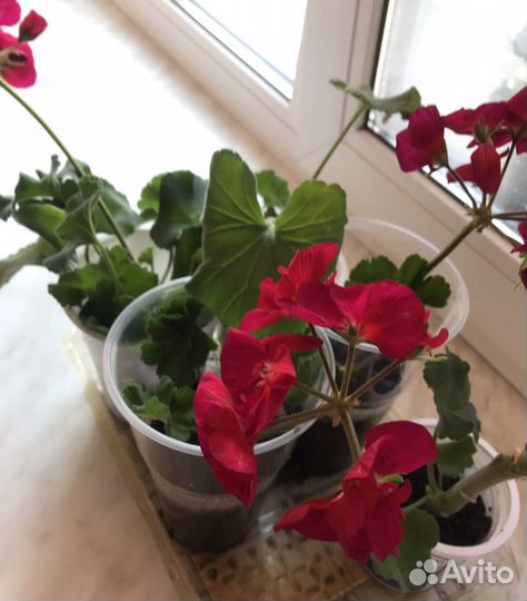 Герань пеларгония