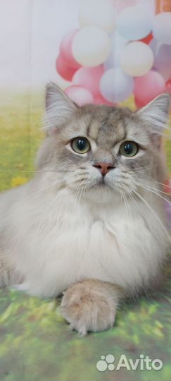 Британская кошка