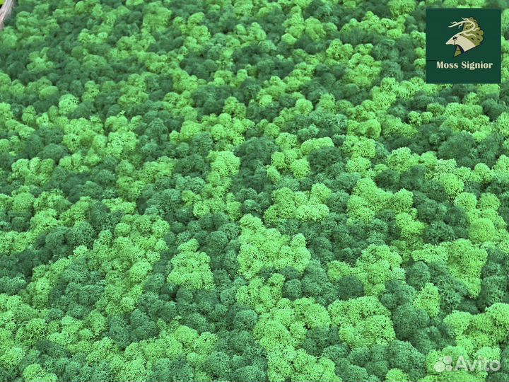Стабилизированный мох ягель, кочка, пласт. Панно