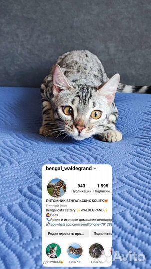 Бенгальский котёнок серебро девочка