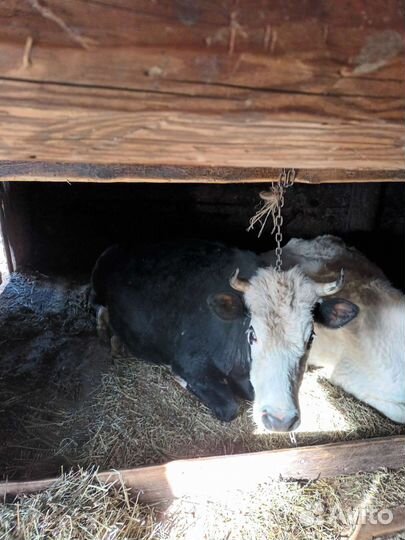 Корова стельная дойная