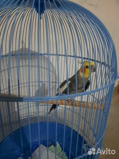 Попугай корелла с клеткой