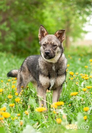 Щенок в добрые руки