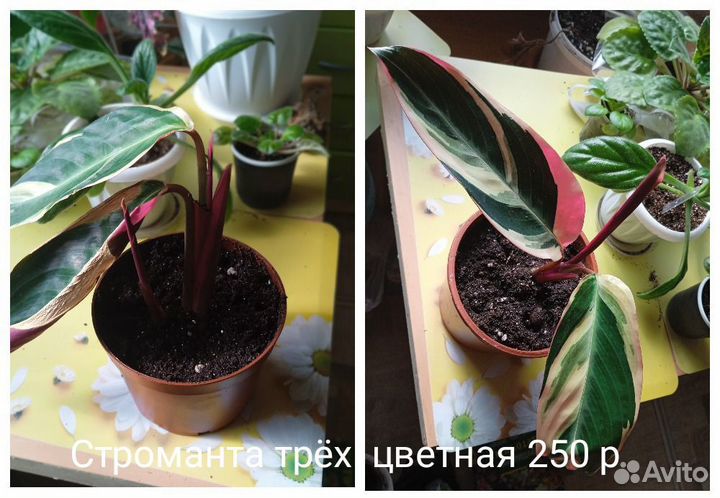 Домашние растения, строманта, колеус, хирита