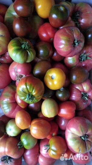 Рассада помидоры,томаты