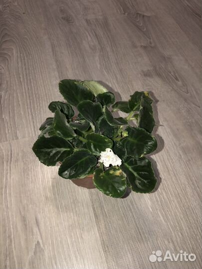 Фиалка в горшке