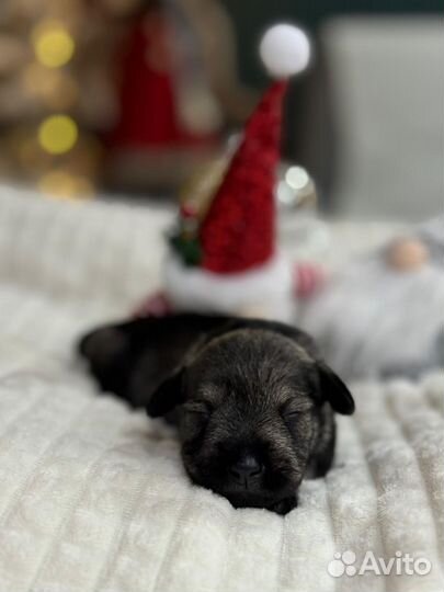 Цвергшнауцер щенки перец с солью