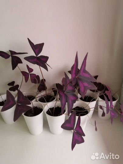 Кислица (оксалис)