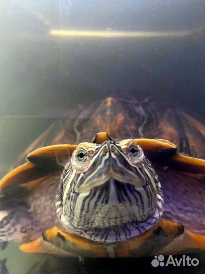 Черепаха