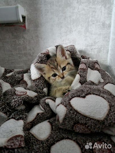 Котенок девочка