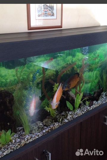 Чистка аквариума