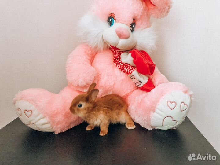 Мини карликовый кролик - рыжий, очень редкий