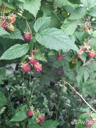 Листья винограда, малины, смородины