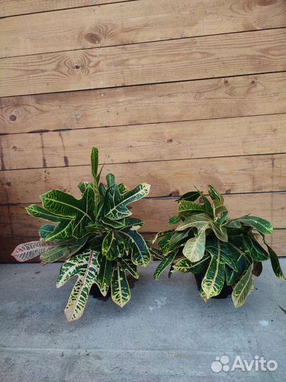 Кодиеум кротон