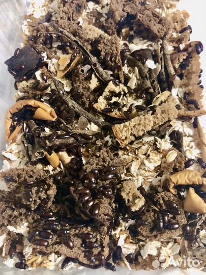 Жук знахарь и личинки (любое количество)