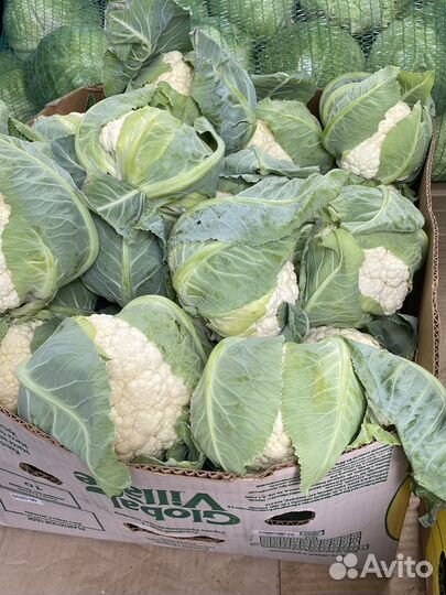 Цветная, броколли, пекинская, засолочная капуста