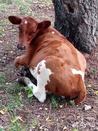 Бычки, телки, корова