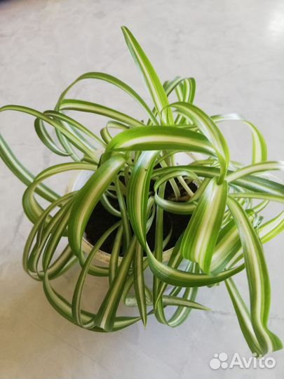 Хлорофитум