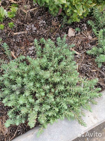 Бересклет форчуна