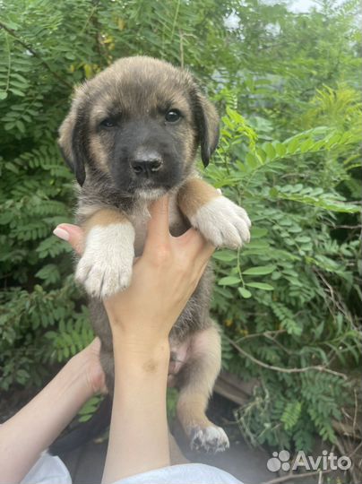 Щенок в добрые руки