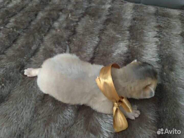 Абиссинские котята