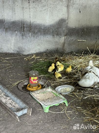 Мускусные утята индоутки