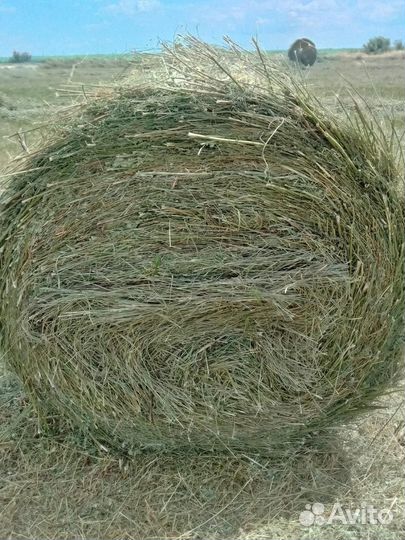 Сено в рулонах