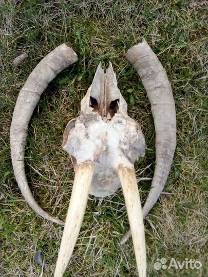 Череп и рога