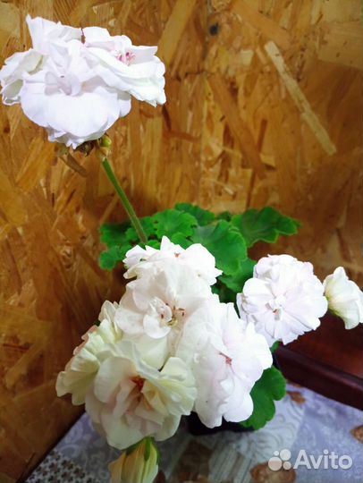 Пеларгония герань молодые растения