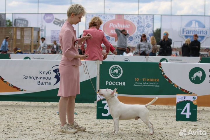 Миниатюрный бультерьер