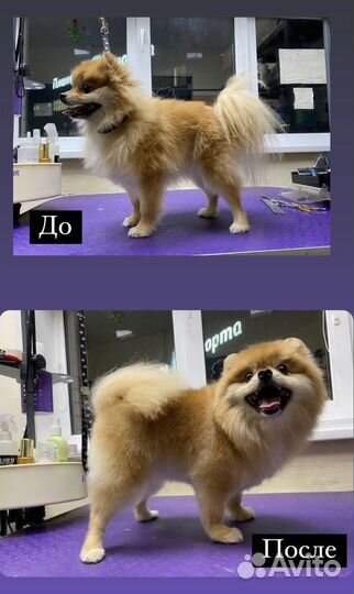 Услуги Грумера