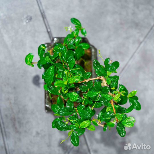 Дерево Бонсай - Кармона или дерево тысячи звезд