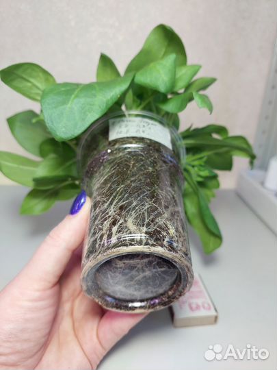 Петуния Ампельная Розовые жилки и Сиреневая в 0,5л