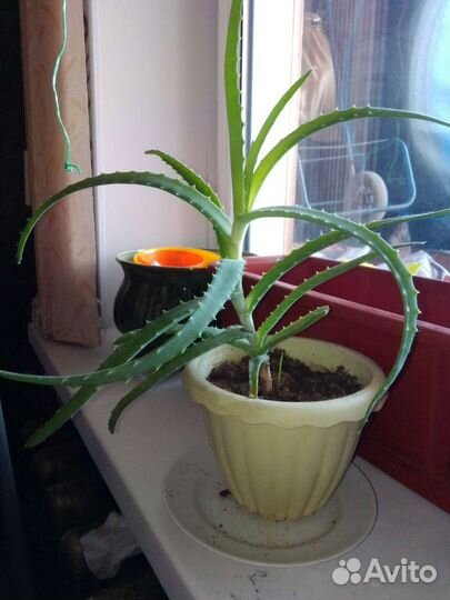 Алоэ столетник