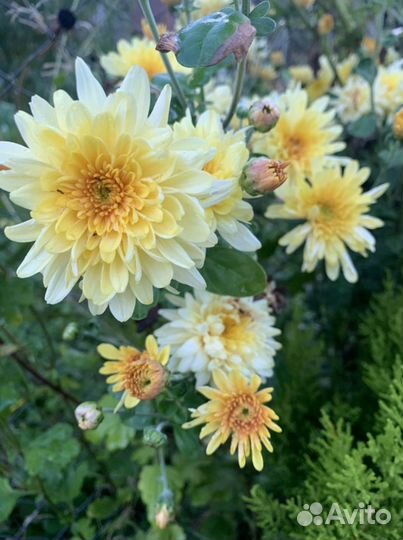 Хризантема многолетняя желтая
