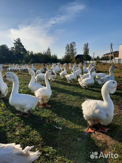 Холмогорские гуси