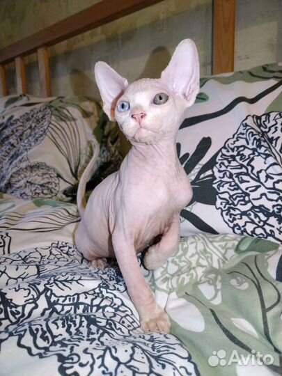 Канадский сфинкс