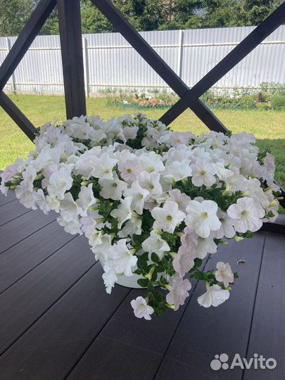 Петуния на доставку