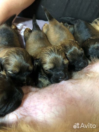 Щенки пекинеса