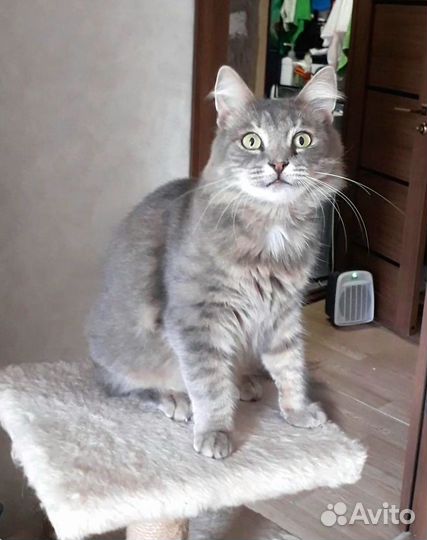 Кошечка Адель