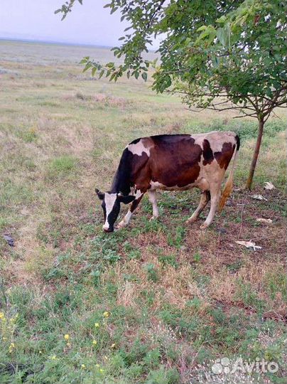 Корова дойная молочная