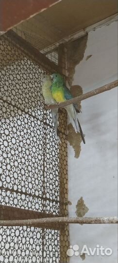 Певчий попугай