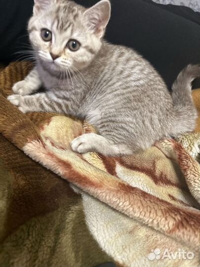 Шотландская